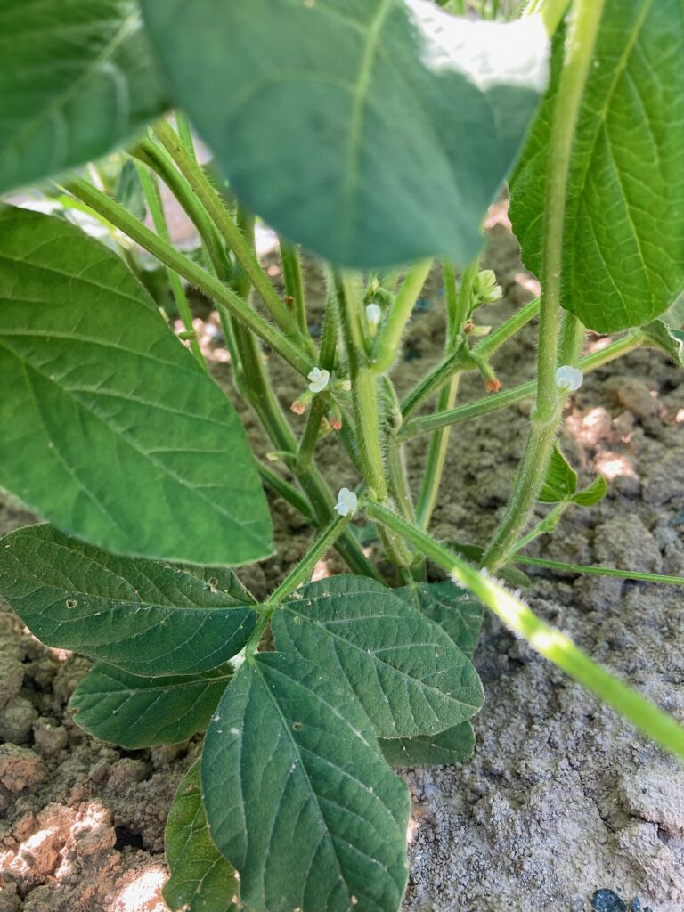 新潟うんめぇもん 発見市場 新潟うんめぇもん 発見市場